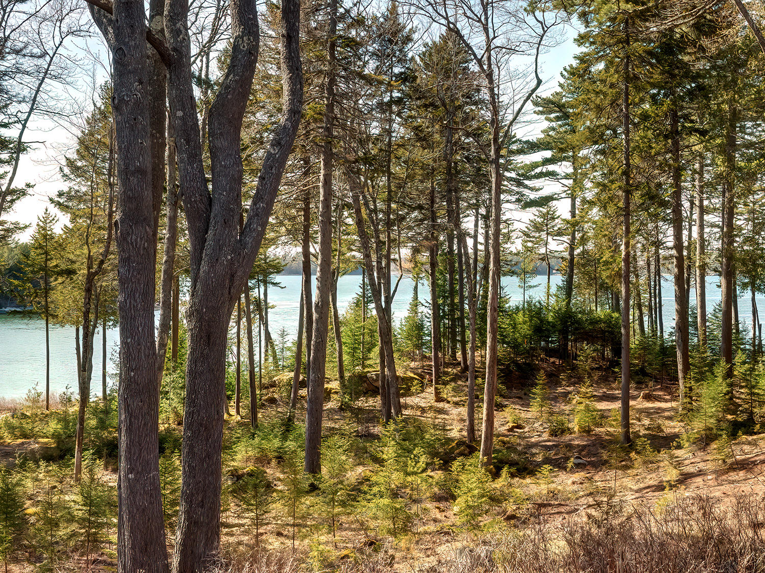 320-330 Sound Drive Mount Desert, ME 04660 - Photo 6 of 68 New Views to water (5)