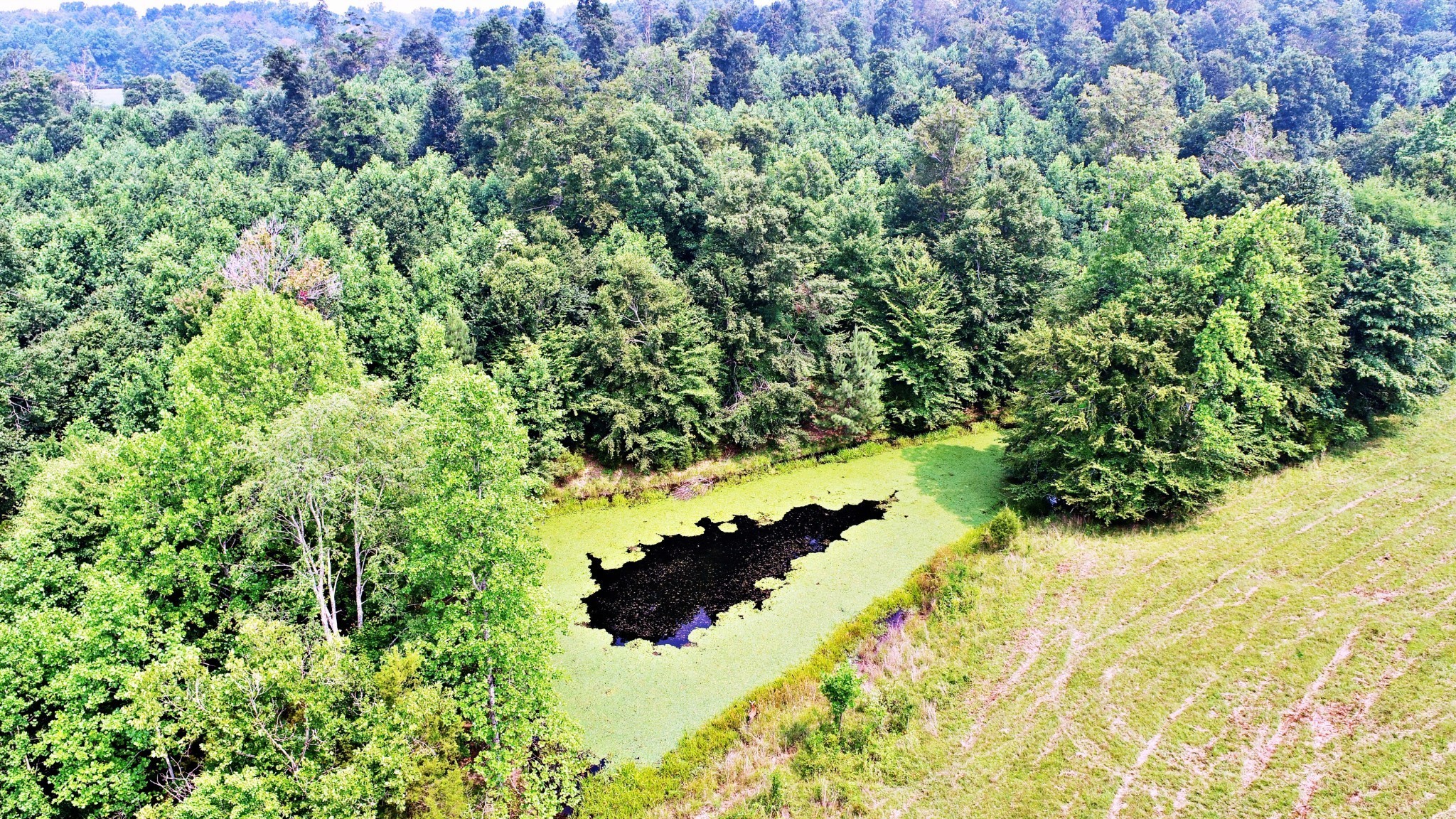 4 Celina Road Red Boiling Springs, TN 37150 - Photo 5 of 16 a view of a garden with plants