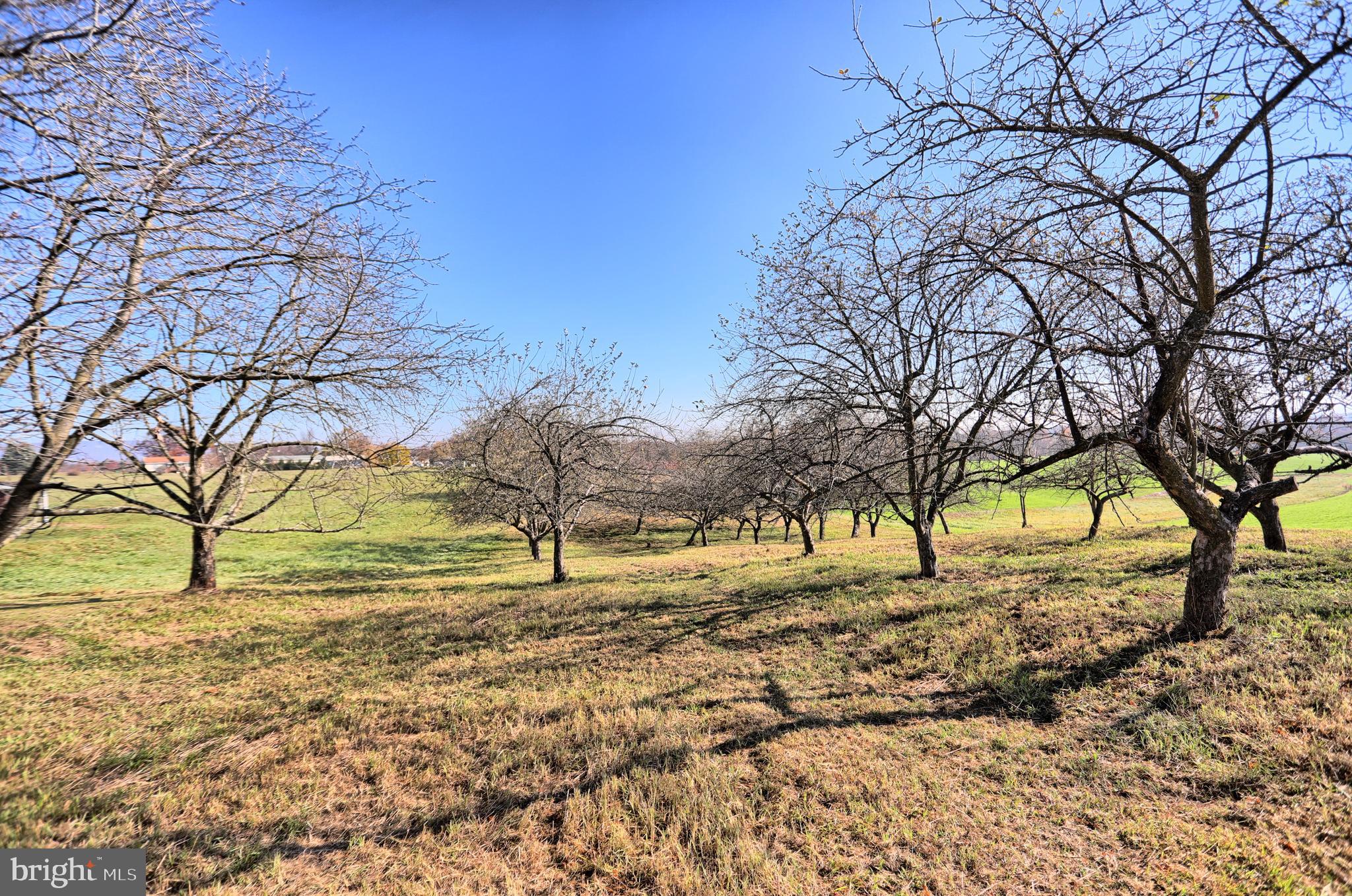231 Mohawk Road Newville, PA 17241 - Photo 59 of 72 a view of yard with trees