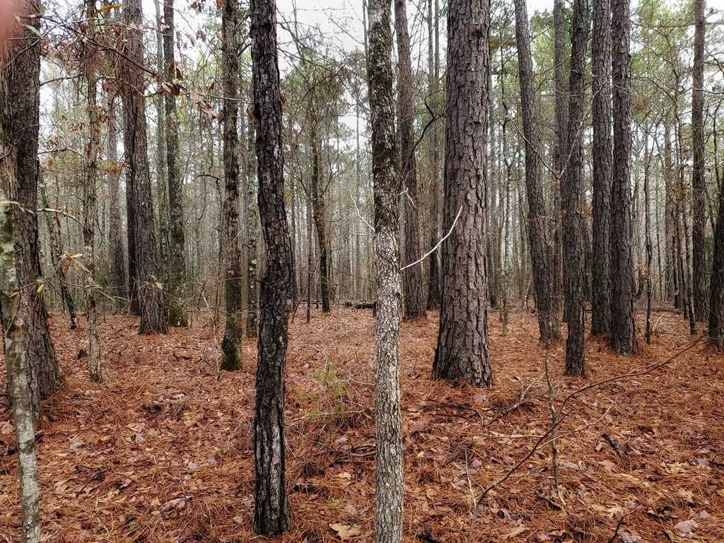Lot 10 Hadley Road Pine Mountain, GA 31822 - Photo 8 of 9 Gallery Image 8