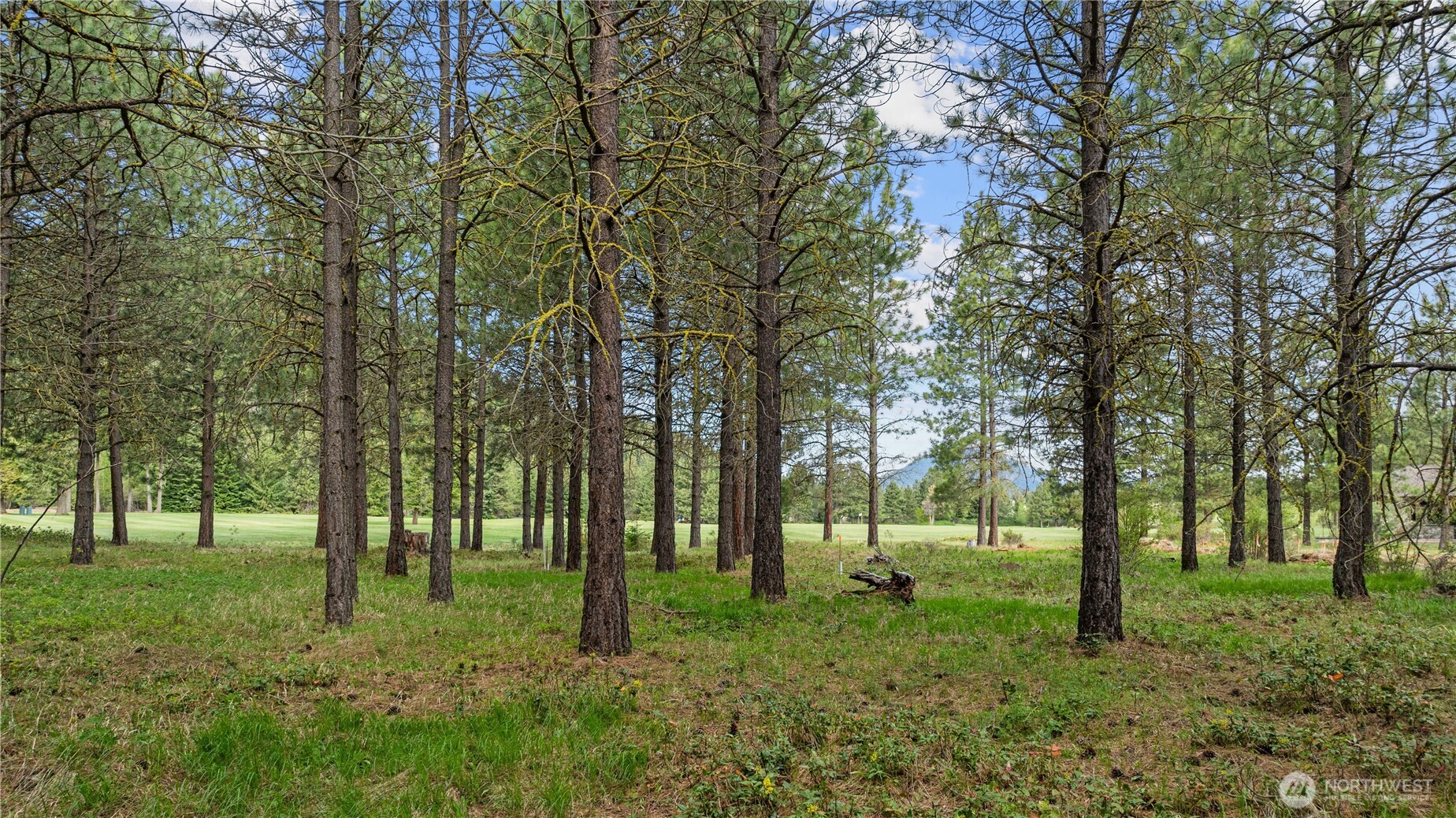 1950 Ruby King Loop Cle Elum, WA 98922 - Photo 3 of 18 a view of outdoor space with trees all around