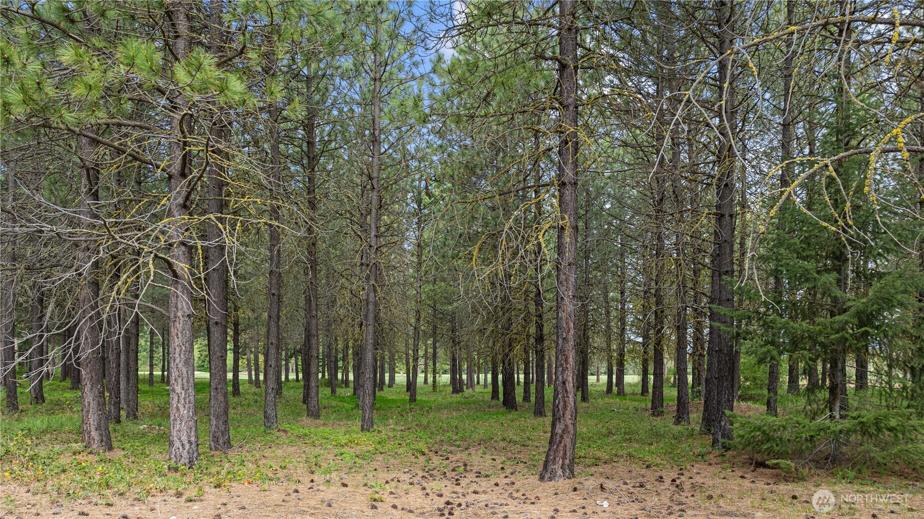 1950 Ruby King Loop Cle Elum, WA 98922 - Photo 6 of 18 a backyard of a house with lots of trees