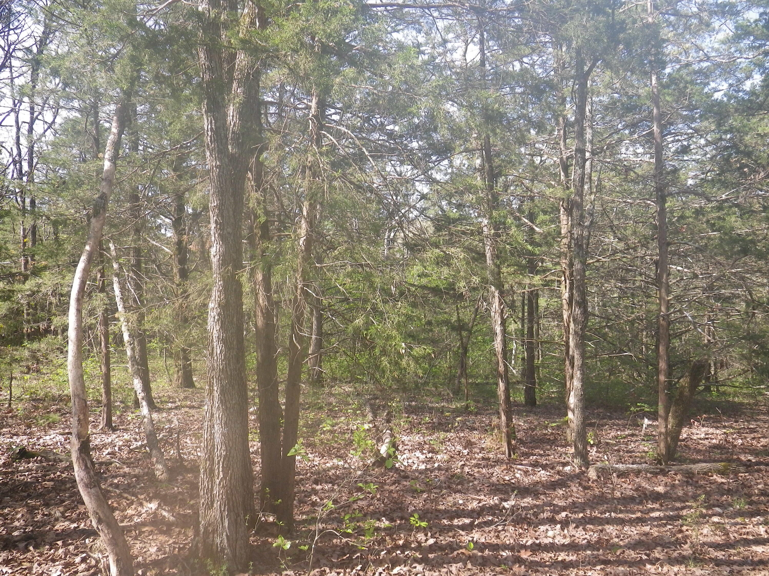 0 Longview Road Elk Creek, MO 65464 - Photo 1 of 1 Texas County Missouri