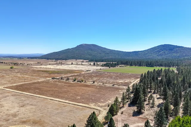 a view of a forest with trees