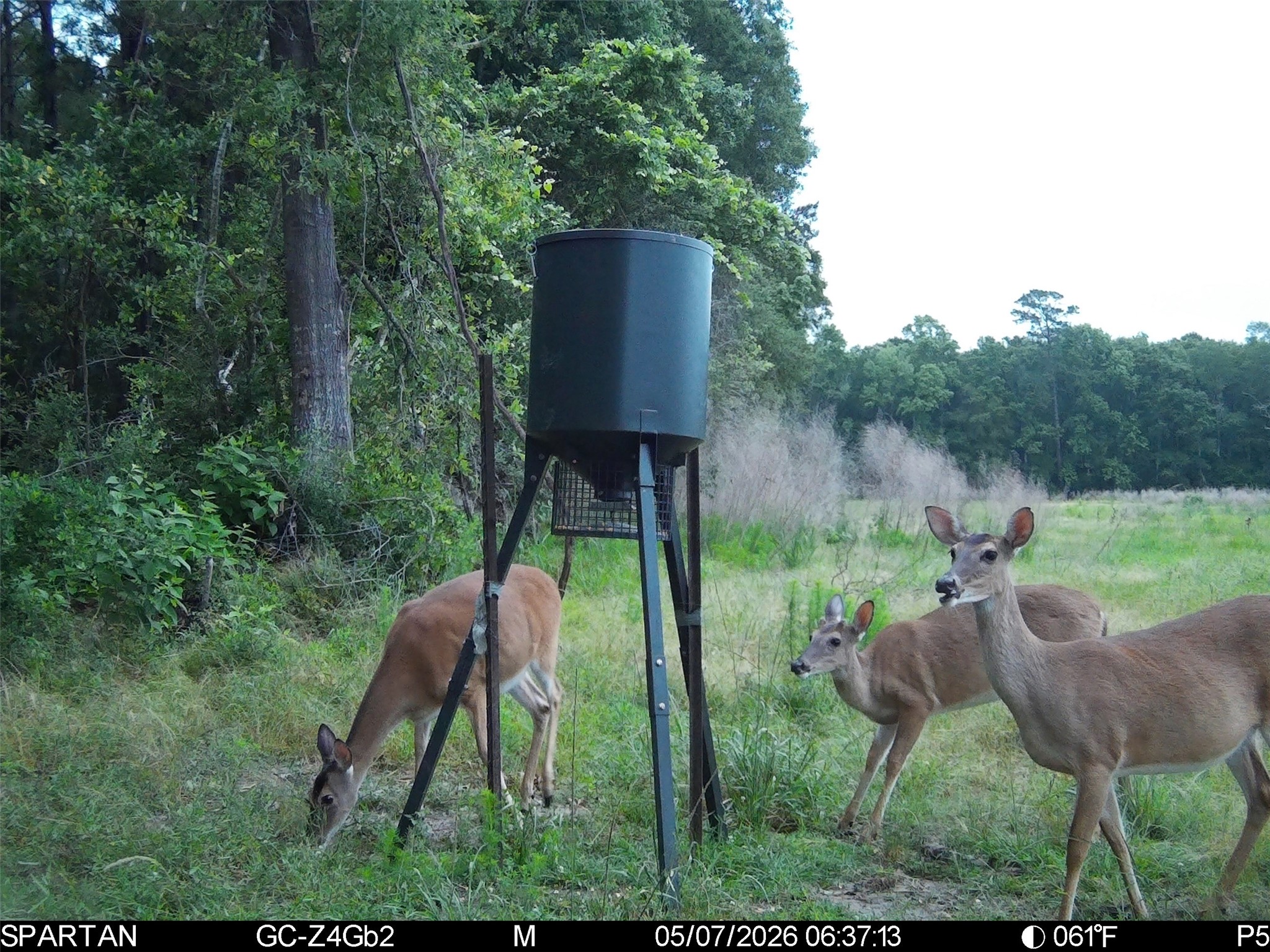 0 County Road 547 Call, TX 75933 - Photo 19 of 26