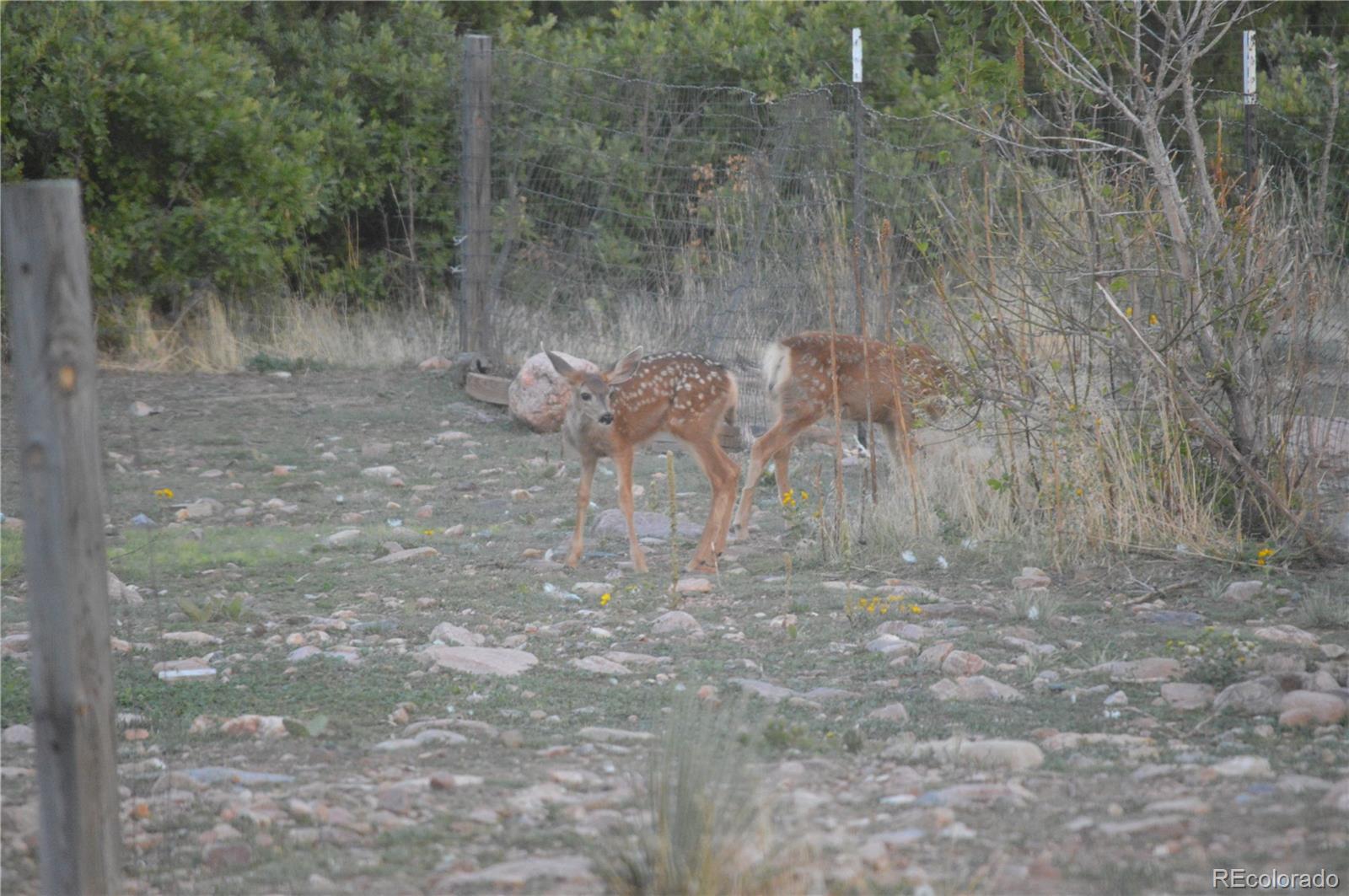 5248 County Road 650 Rye, CO 81069 - Photo 9 of 35