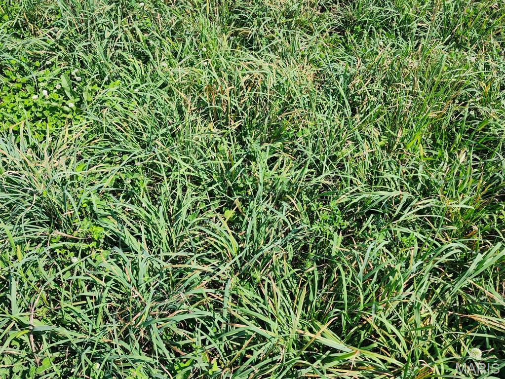 0 Girlstown Road Mountain Grove, MO 65711 - Photo 6 of 10