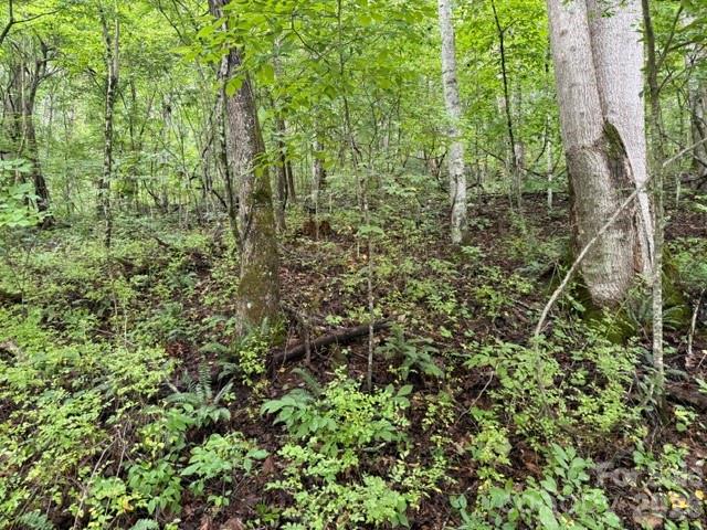 Tbd Meadow Fork Road Hot Springs, NC 28743 - Photo 13 of 20