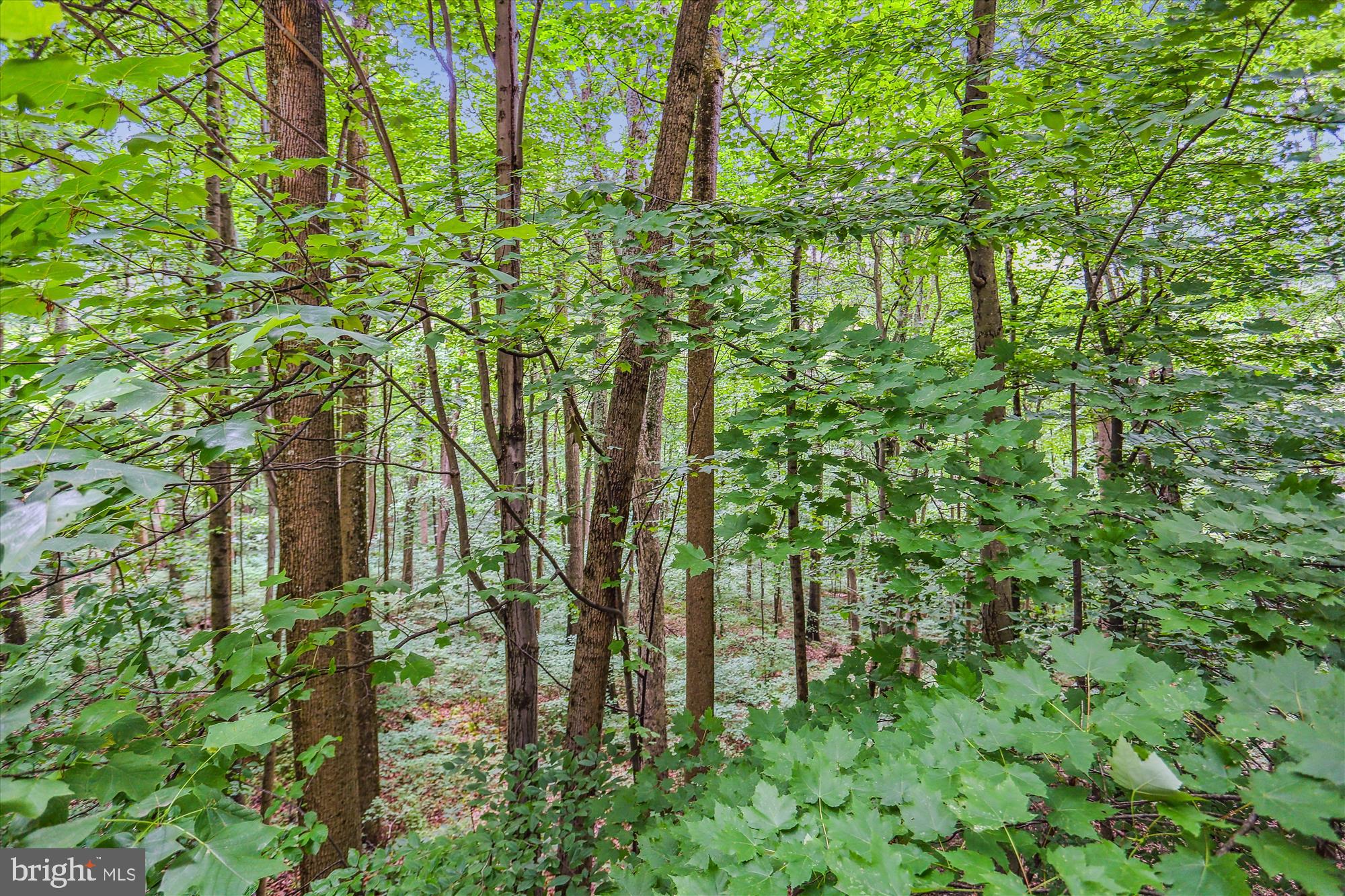 1766 Michael Road Myersville, MD 21773 - Photo 87 of 92 View