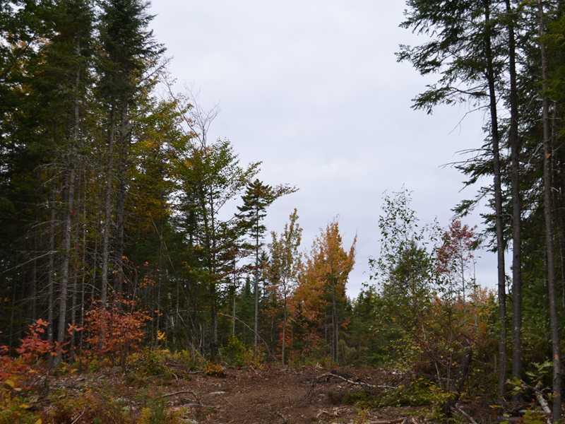 9 Finson Road St. Albans, ME 04971 - Photo 3 of 5 Land.