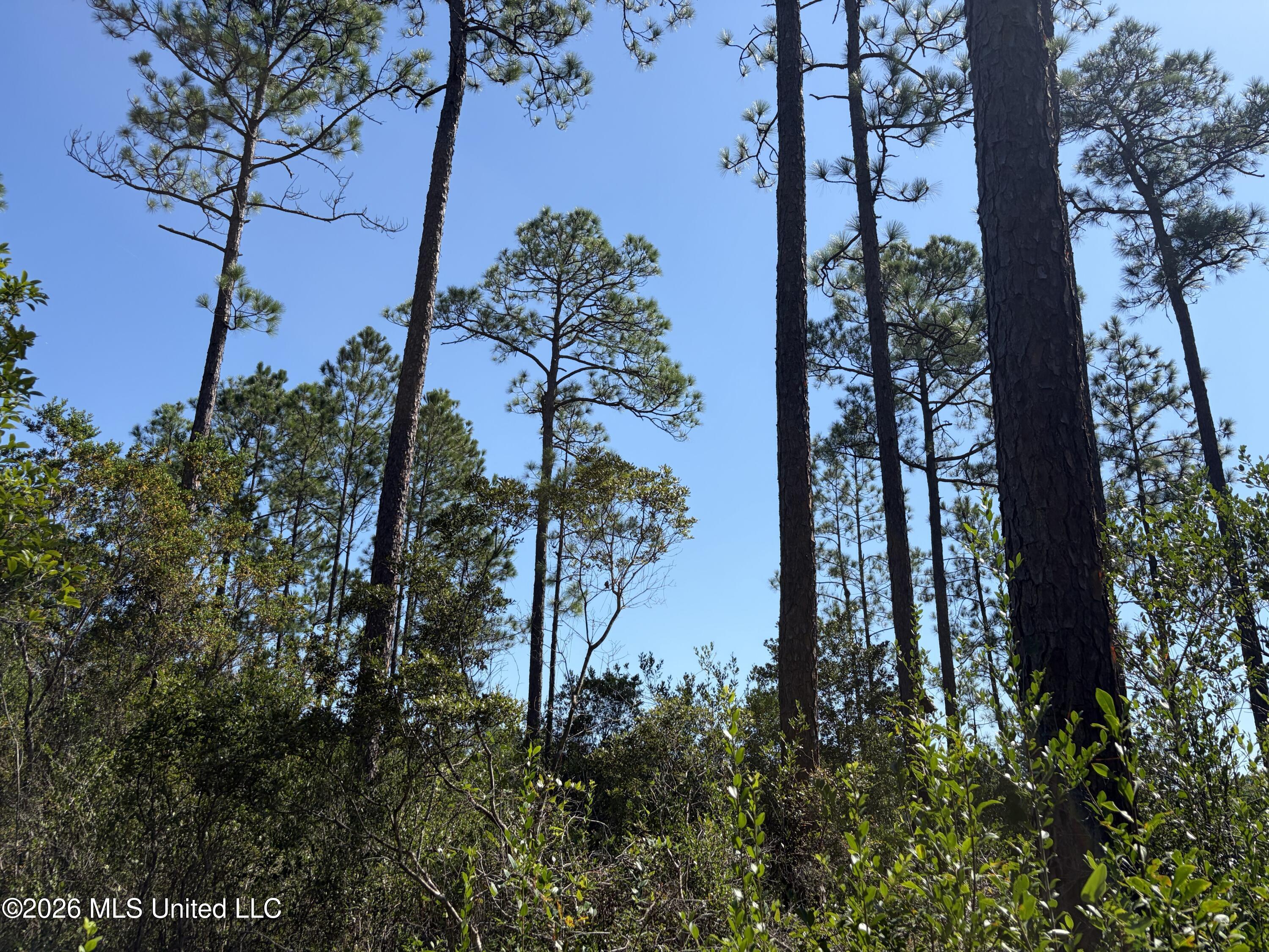 Rayford Shumock Road Moss Point, MS 39562 - Photo 10 of 40 IMG_4503
