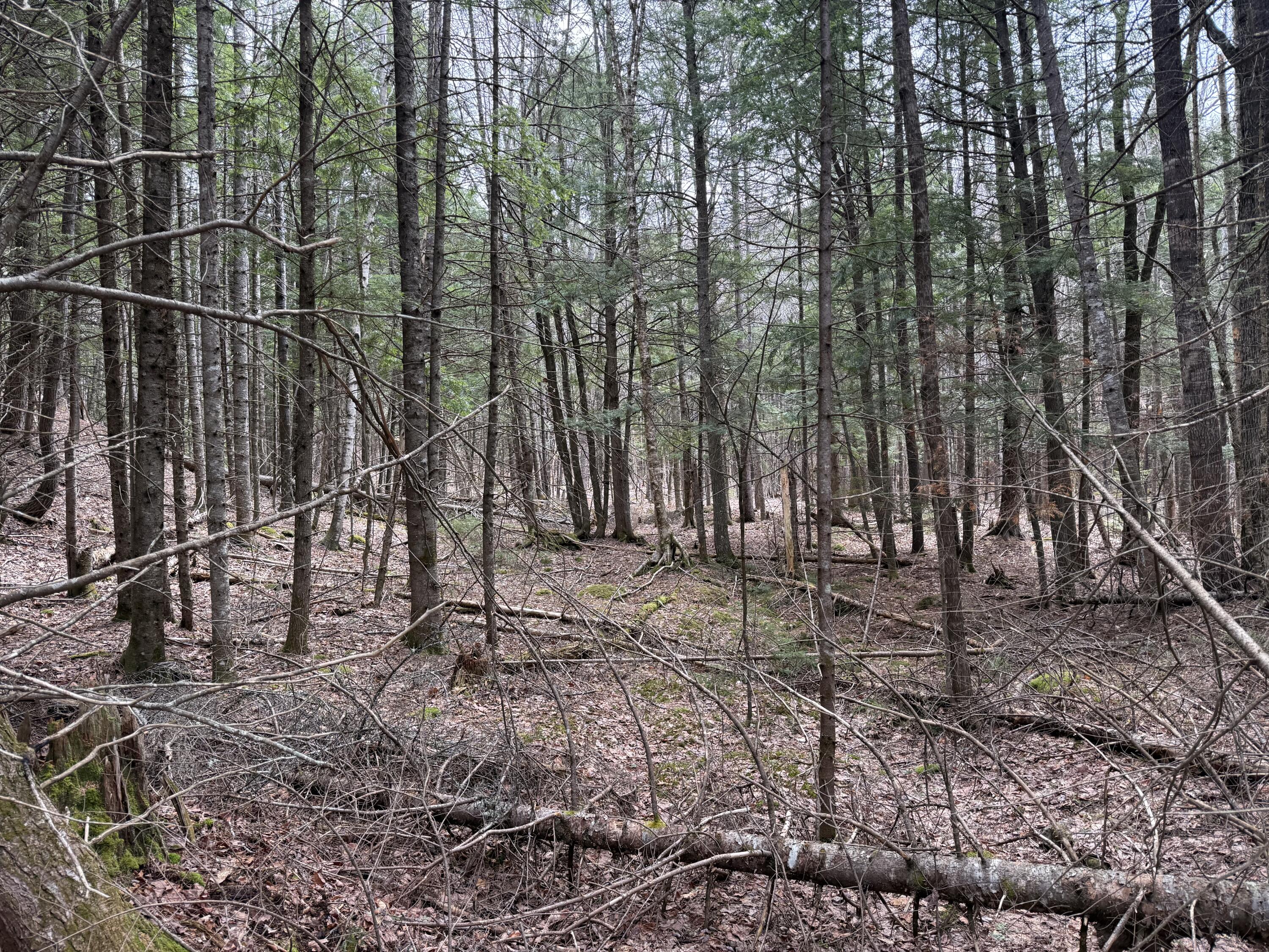 3 Webb River Acrs Carthage, ME 04224 - Photo 3 of 8 IMG_9464