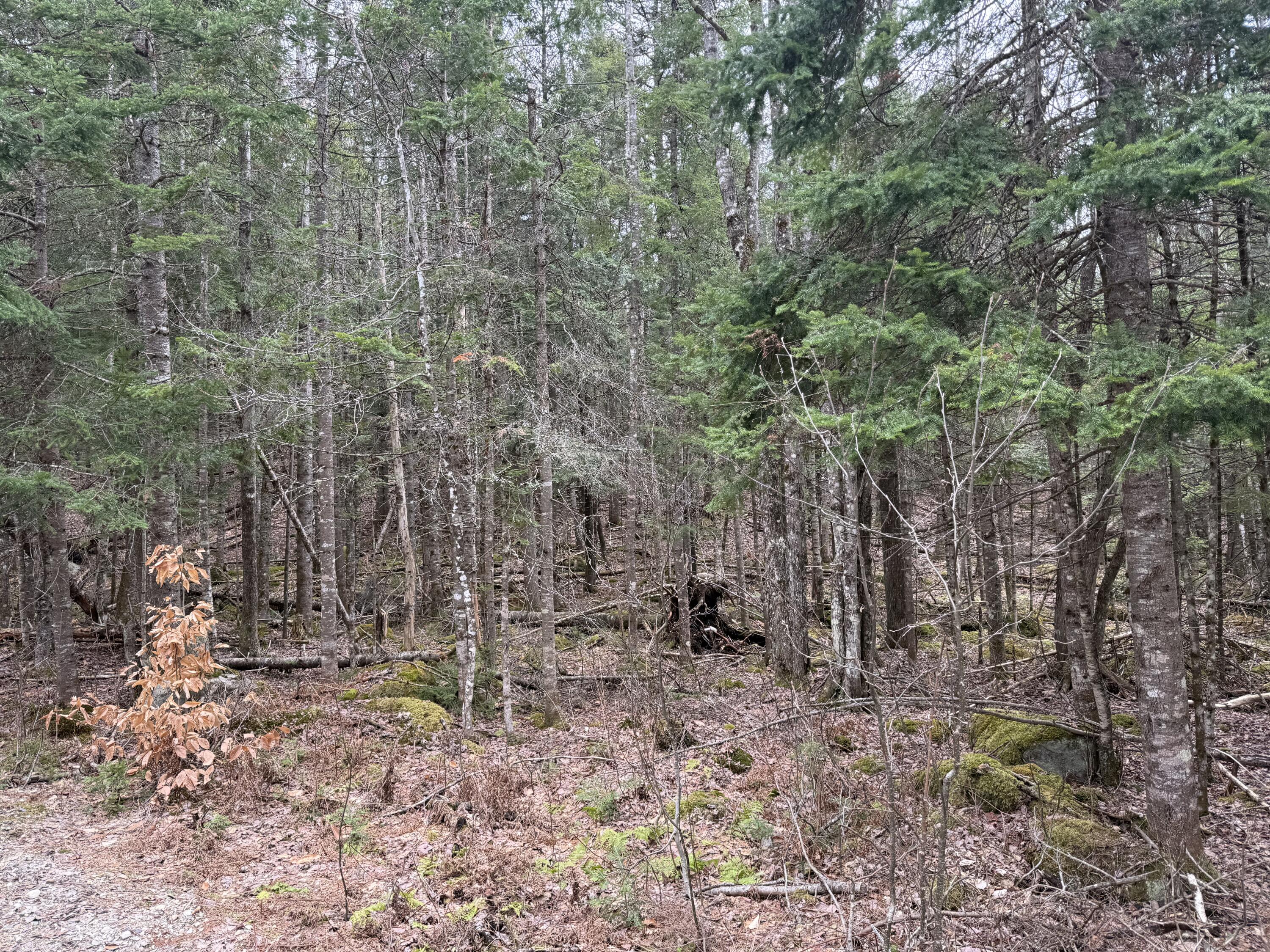 3 Webb River Acrs Carthage, ME 04224 - Photo 8 of 8 IMG_9458