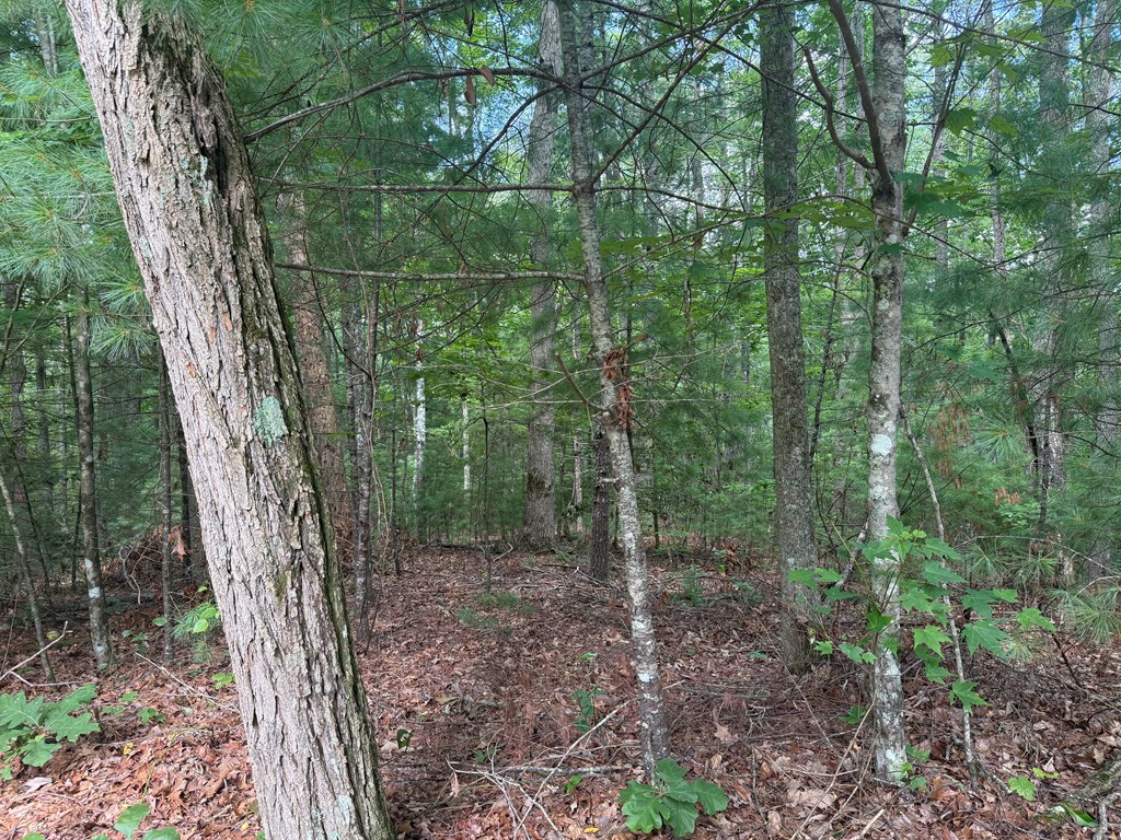 0 Guy Eller Road Murphy, NC 28906 - Photo 5 of 6