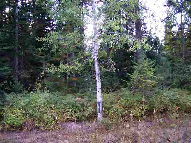 591 North Davis Road Usk, WA 99180 - Photo 1 of 2 Gallery Image 1