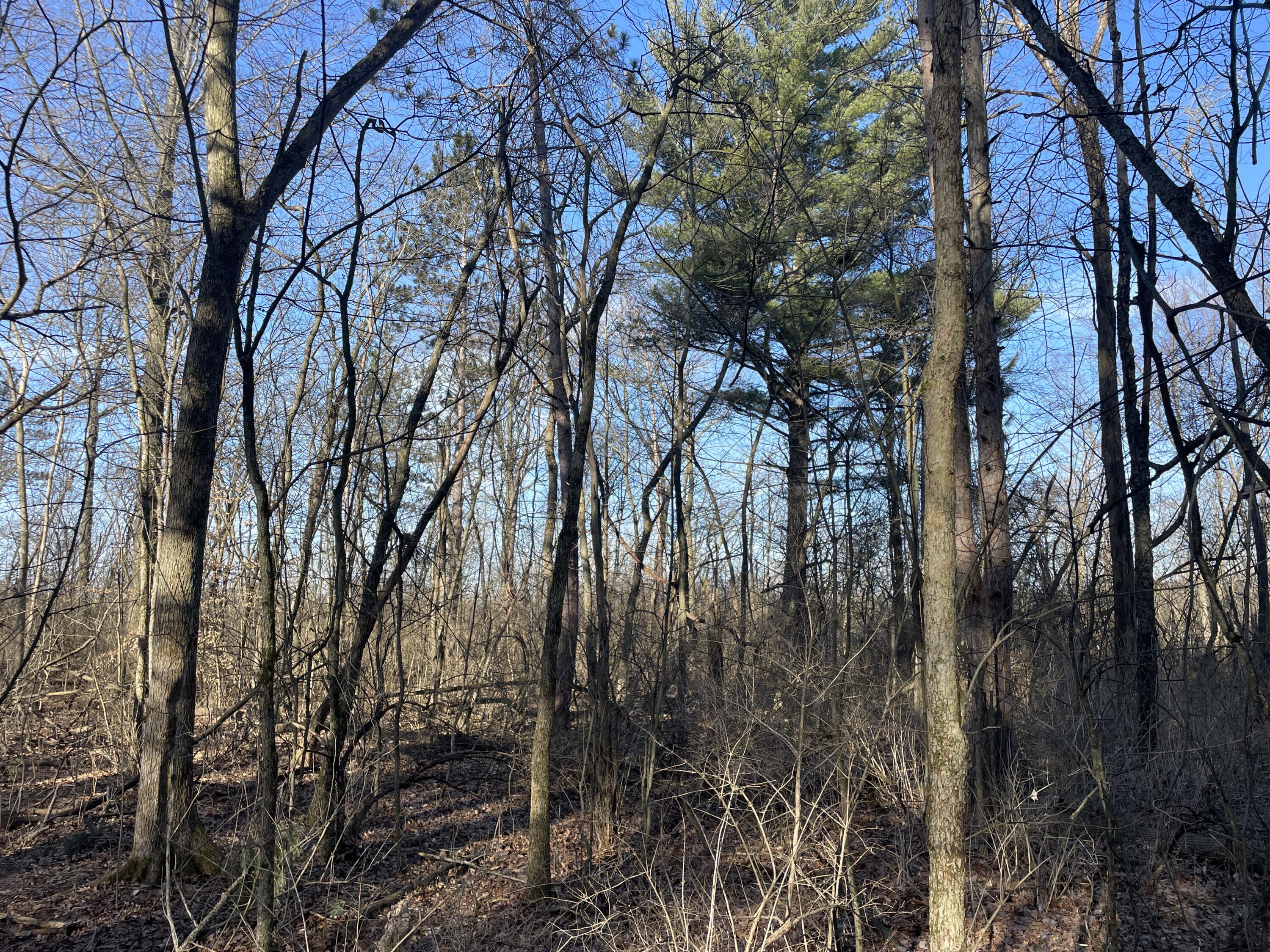 0 Reichelderfer Road Wapakoneta, OH 45895 - Photo 20 of 25