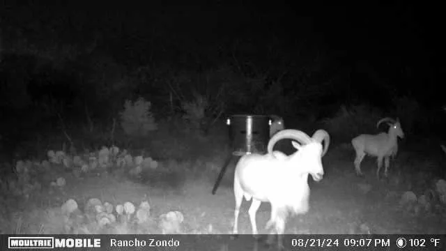 $499,999 | 1529 Douglas Road, Comstock, TX 78837