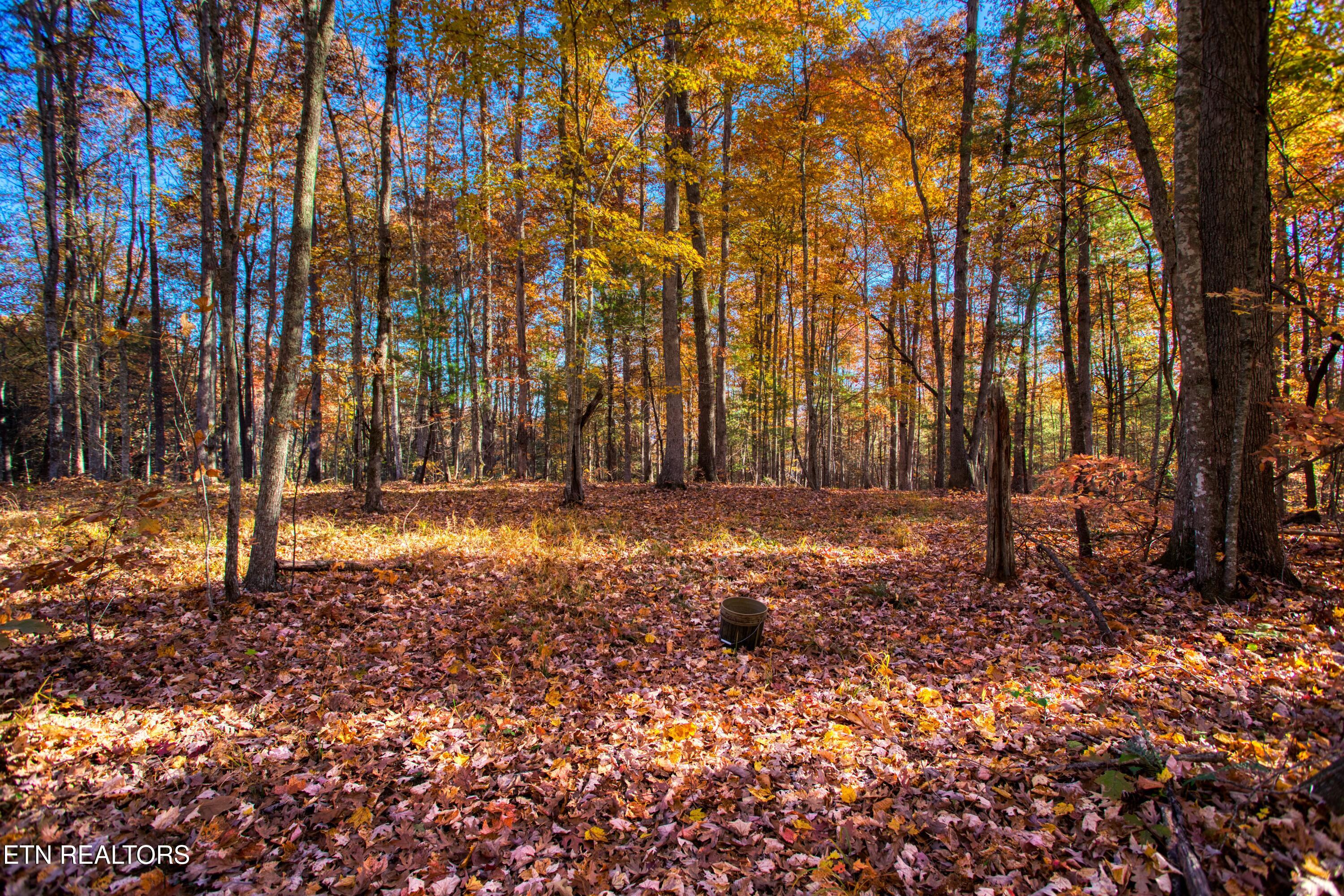54 East Ridge Road Allardt, TN 38504 - Photo 11 of 45 EK3A5401