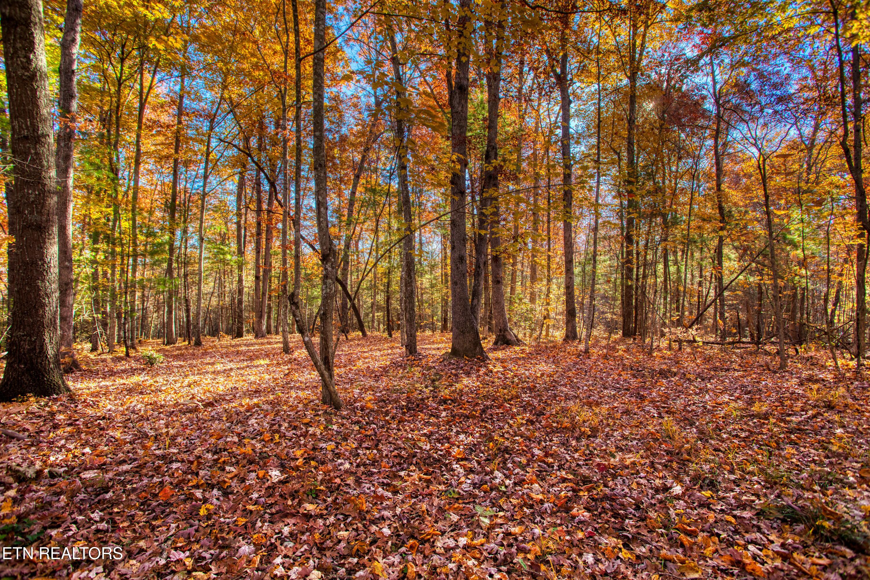 54 East Ridge Road Allardt, TN 38504 - Photo 12 of 45 EK3A5408