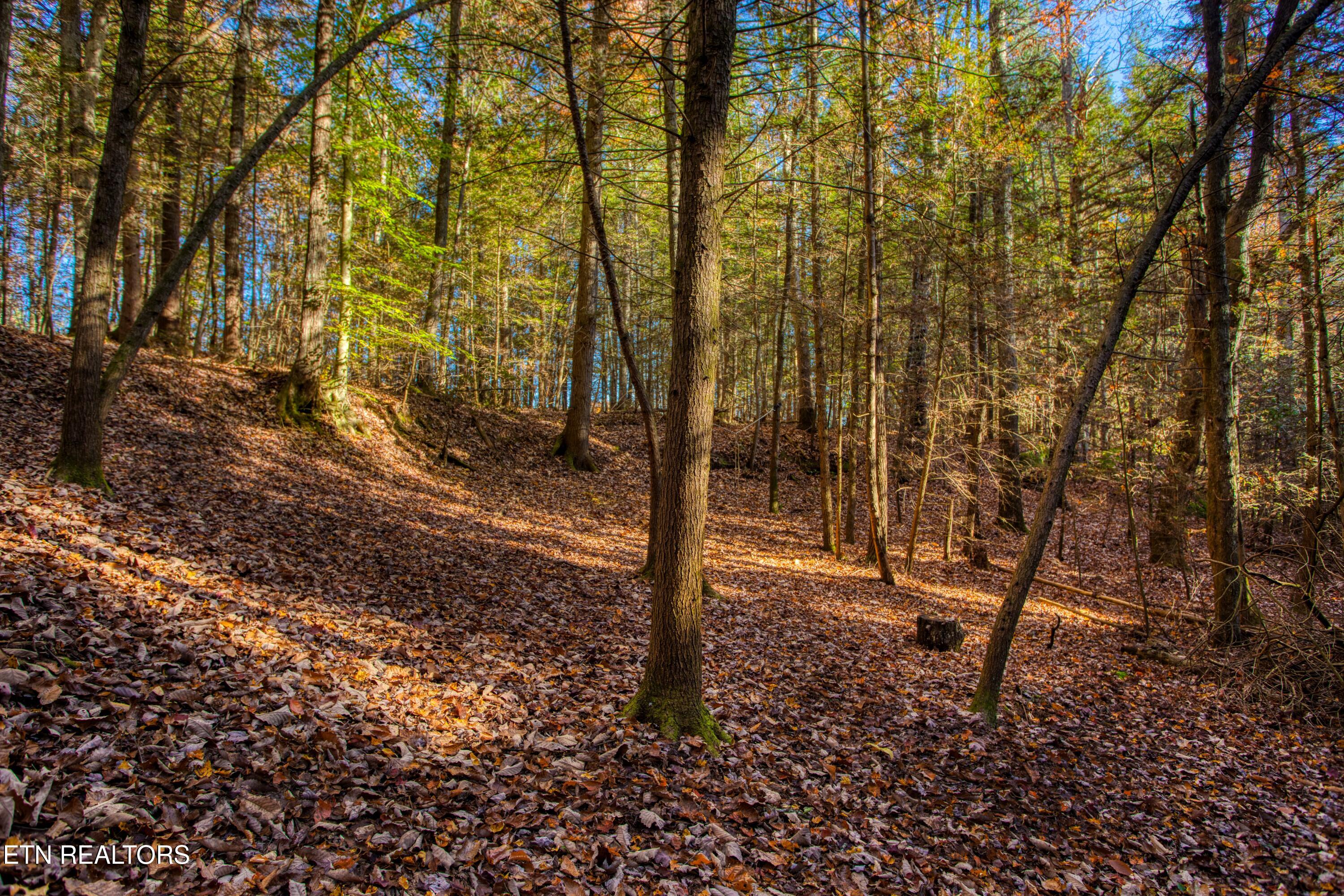 54 East Ridge Road Allardt, TN 38504 - Photo 20 of 45 EK3A5473