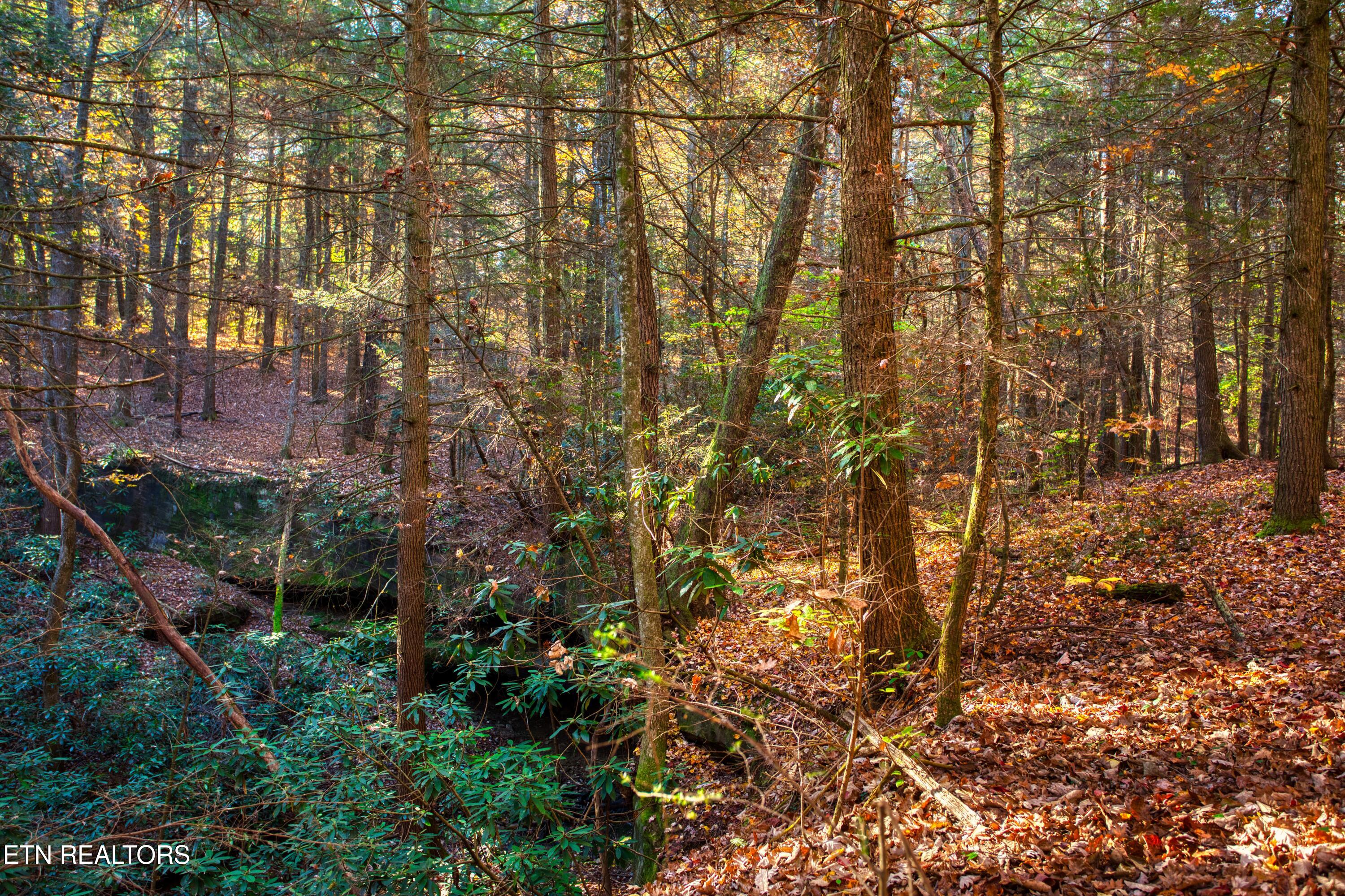 54 East Ridge Road Allardt, TN 38504 - Photo 22 of 45 EK3A5490