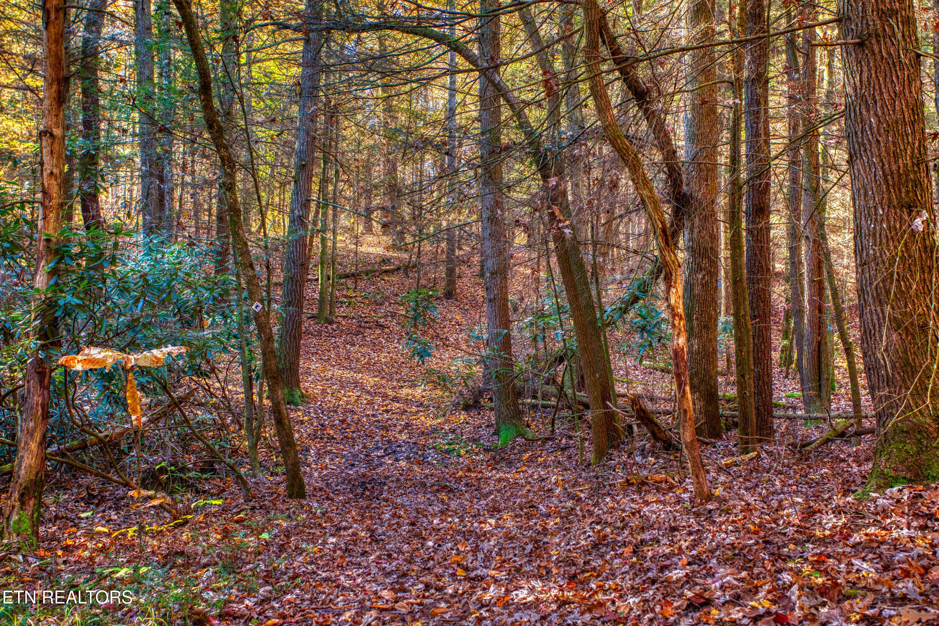 54 East Ridge Road Allardt, TN 38504 - Photo 23 of 45 EK3A5496