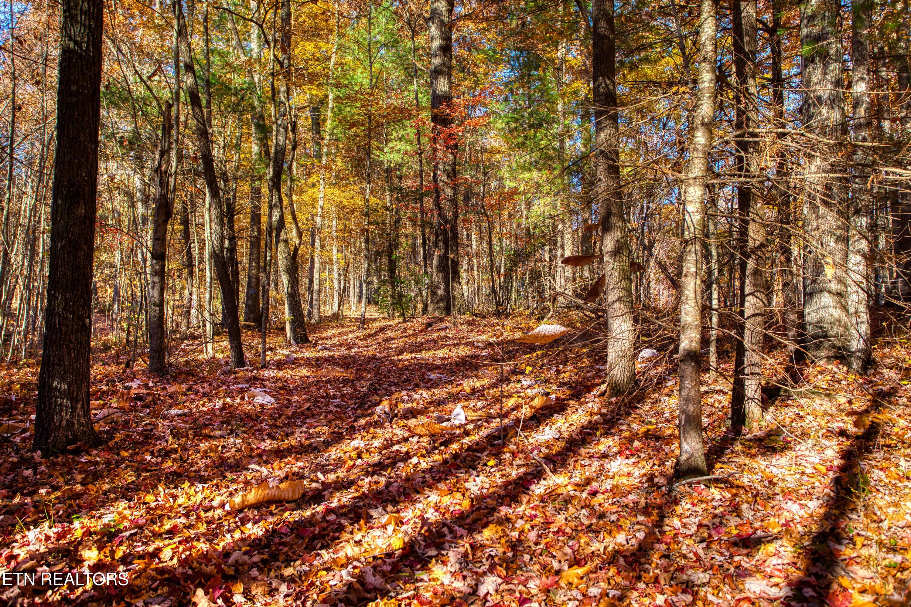 54 East Ridge Road Allardt, TN 38504 - Photo 25 of 45 EK3A5510