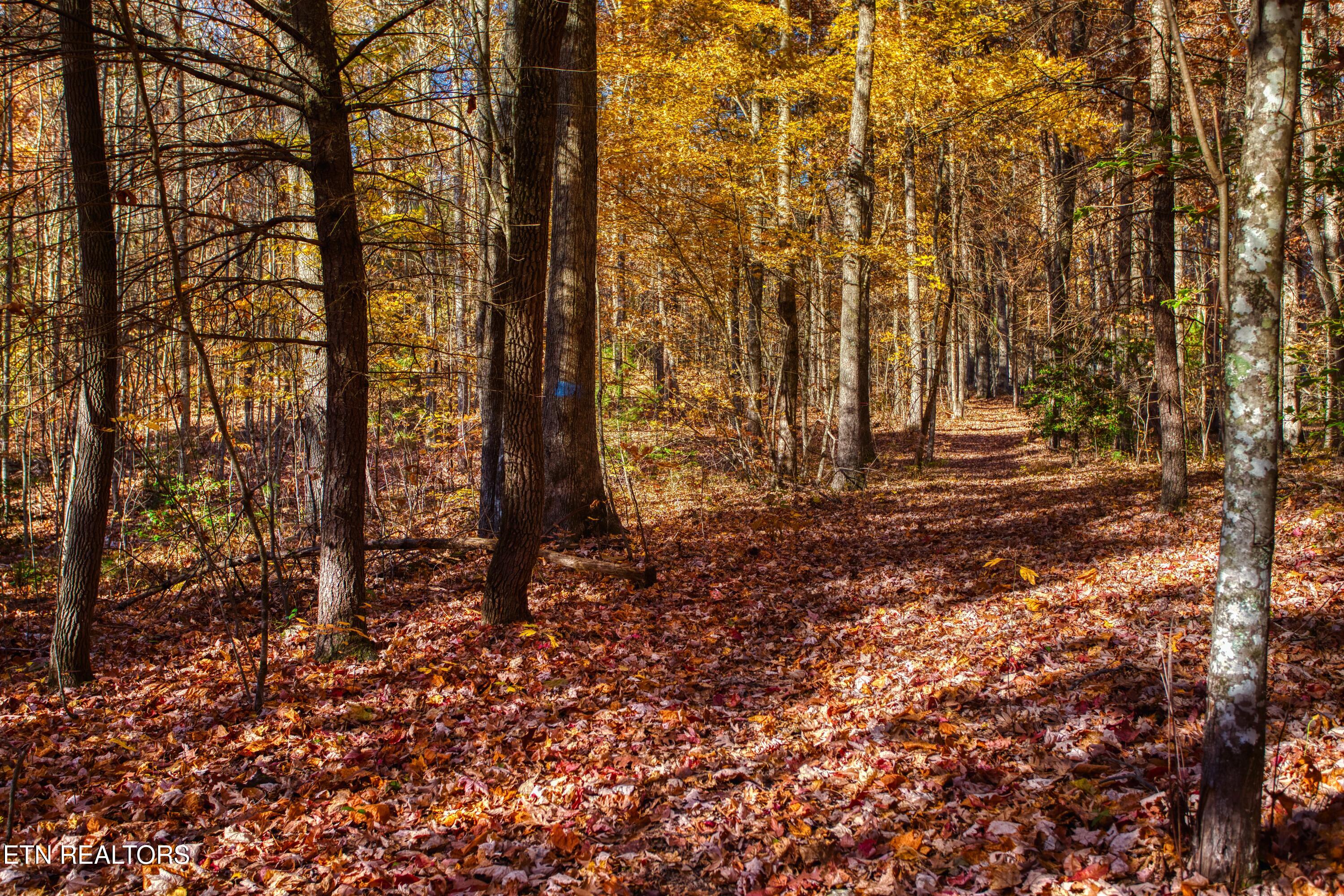 54 East Ridge Road Allardt, TN 38504 - Photo 26 of 45 EK3A5517