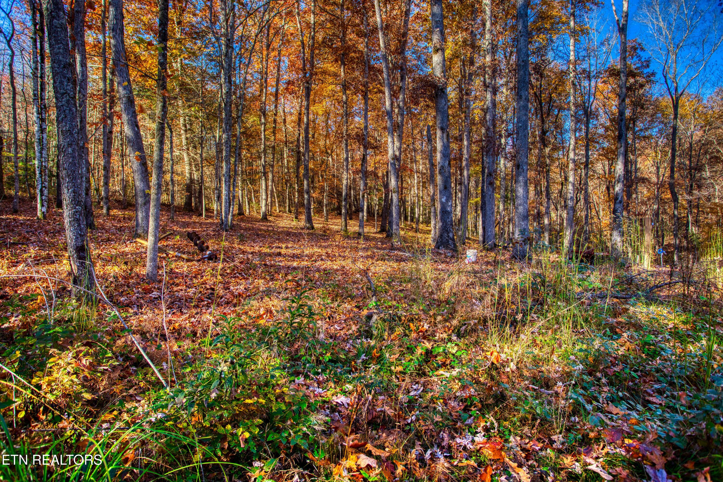 54 East Ridge Road Allardt, TN 38504 - Photo 30 of 45 EK3A5543