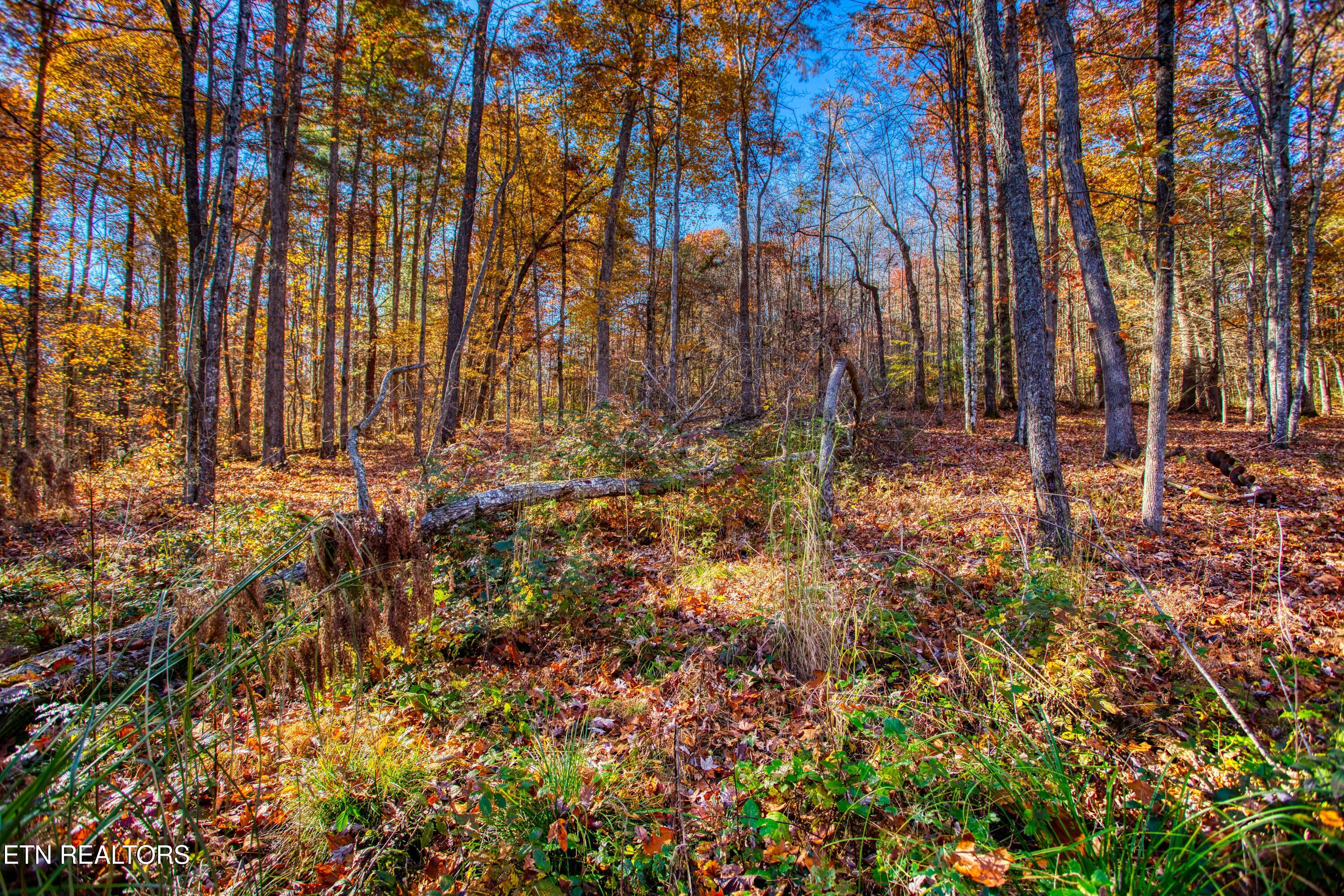 54 East Ridge Road Allardt, TN 38504 - Photo 31 of 45 EK3A5557