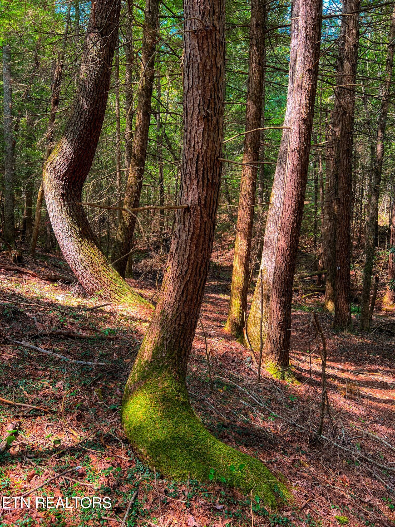 54 East Ridge Road Allardt, TN 38504 - Photo 38 of 45 DJI_20240909_120437_991