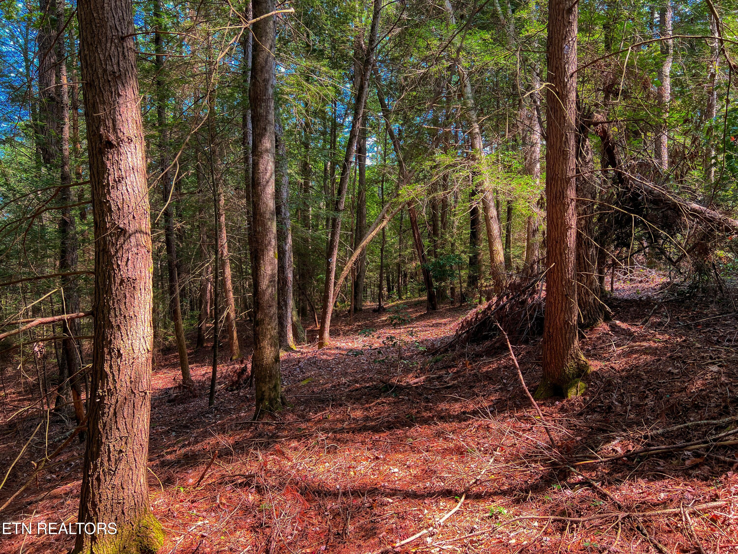 54 East Ridge Road Allardt, TN 38504 - Photo 39 of 45 DJI_20240909_120540_530