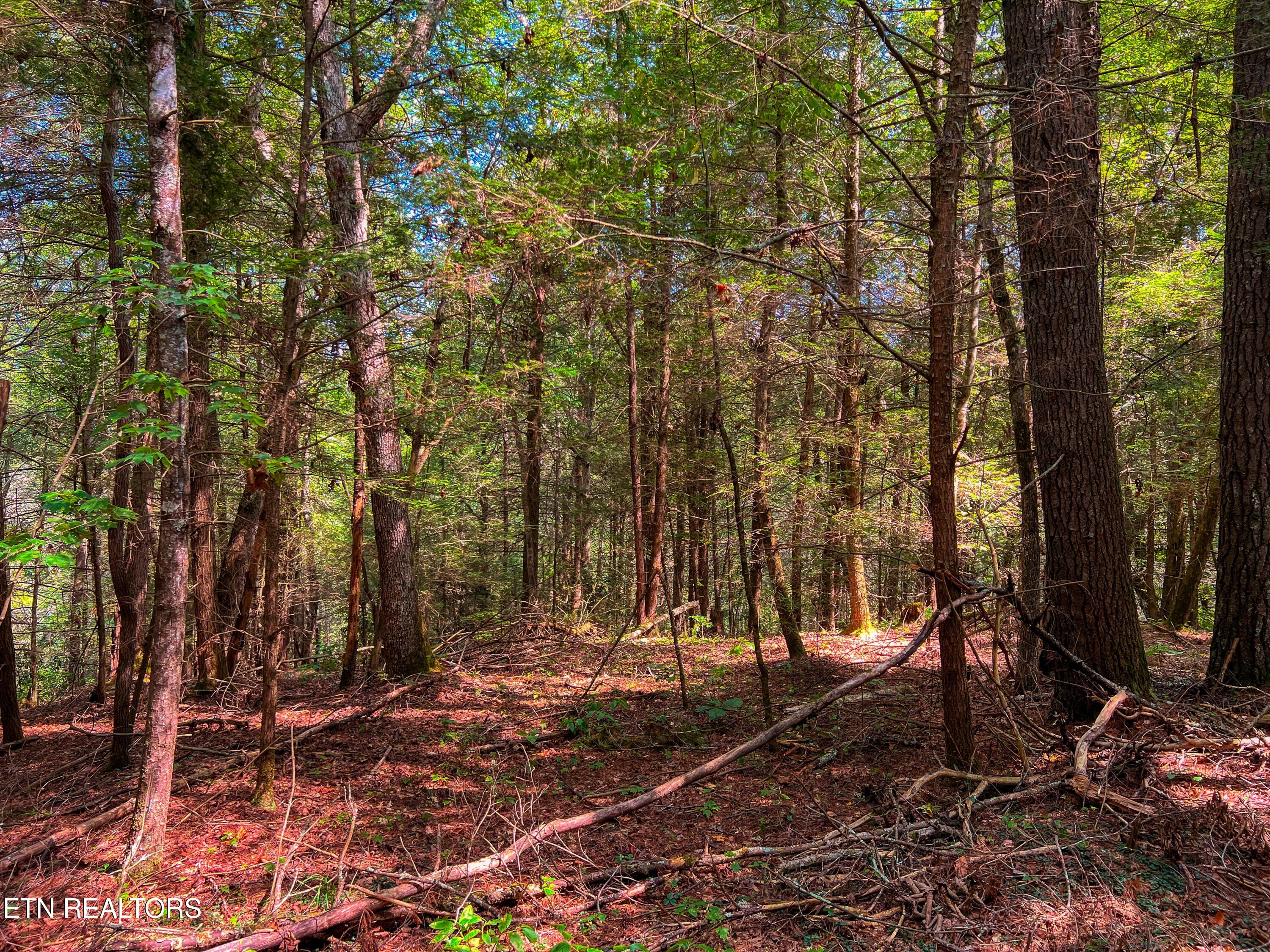 54 East Ridge Road Allardt, TN 38504 - Photo 40 of 45 DJI_20240909_120653_550