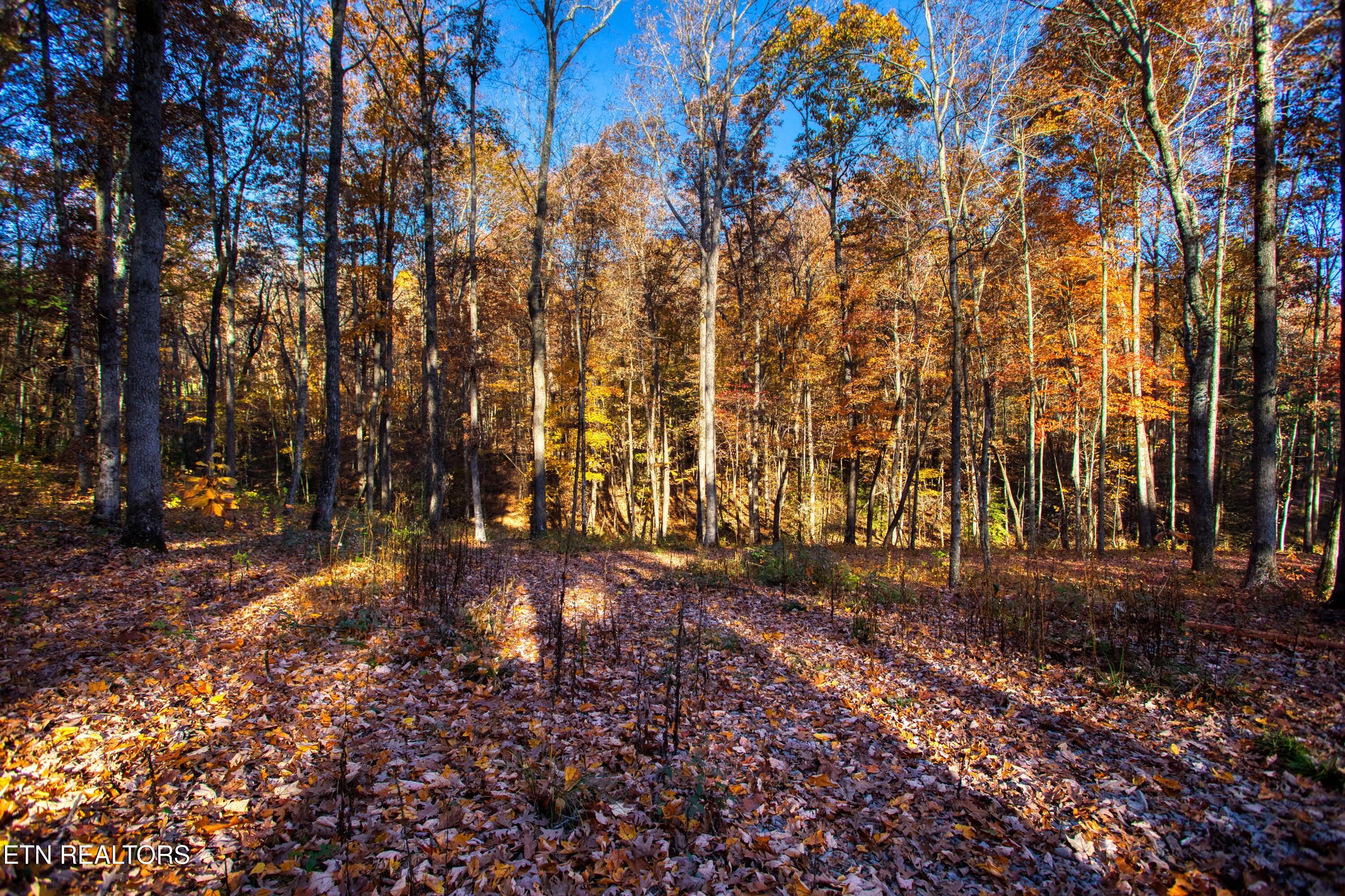 54 East Ridge Road Allardt, TN 38504 - Photo 5 of 45 EK3A5368