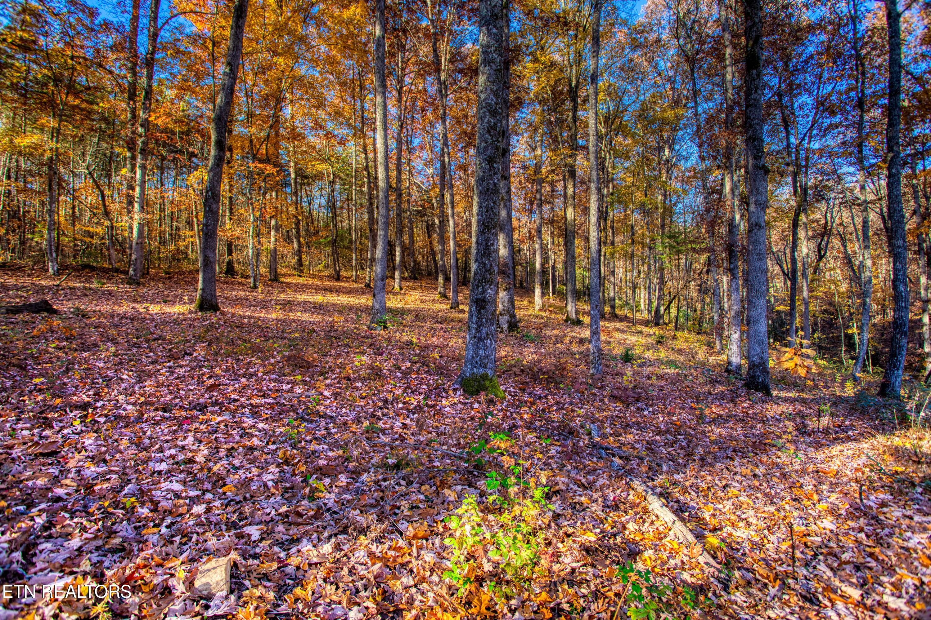 54 East Ridge Road Allardt, TN 38504 - Photo 6 of 45 EK3A5374