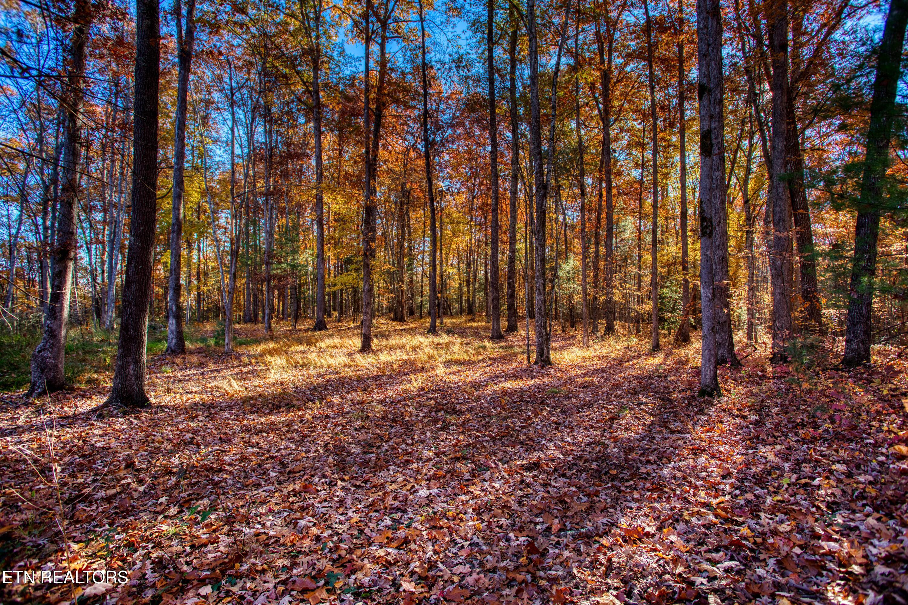 54 East Ridge Road Allardt, TN 38504 - Photo 8 of 45 EK3A5388