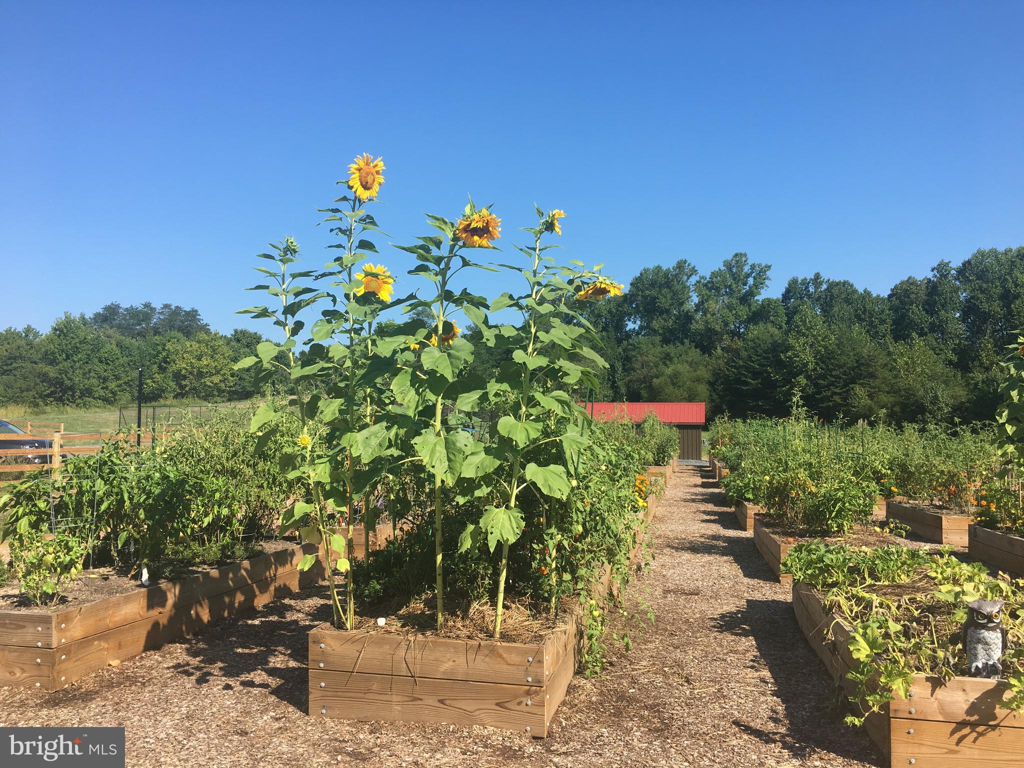 2934 Quarry Circle Odenton, MD 21113 - Photo 31 of 39 Community garden