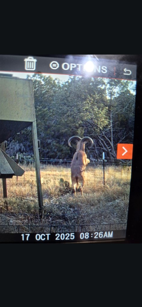 2043 Sd 45670 Rocksprings, TX 78880 - Photo 44 of 44 a view of swimming pool from a yard