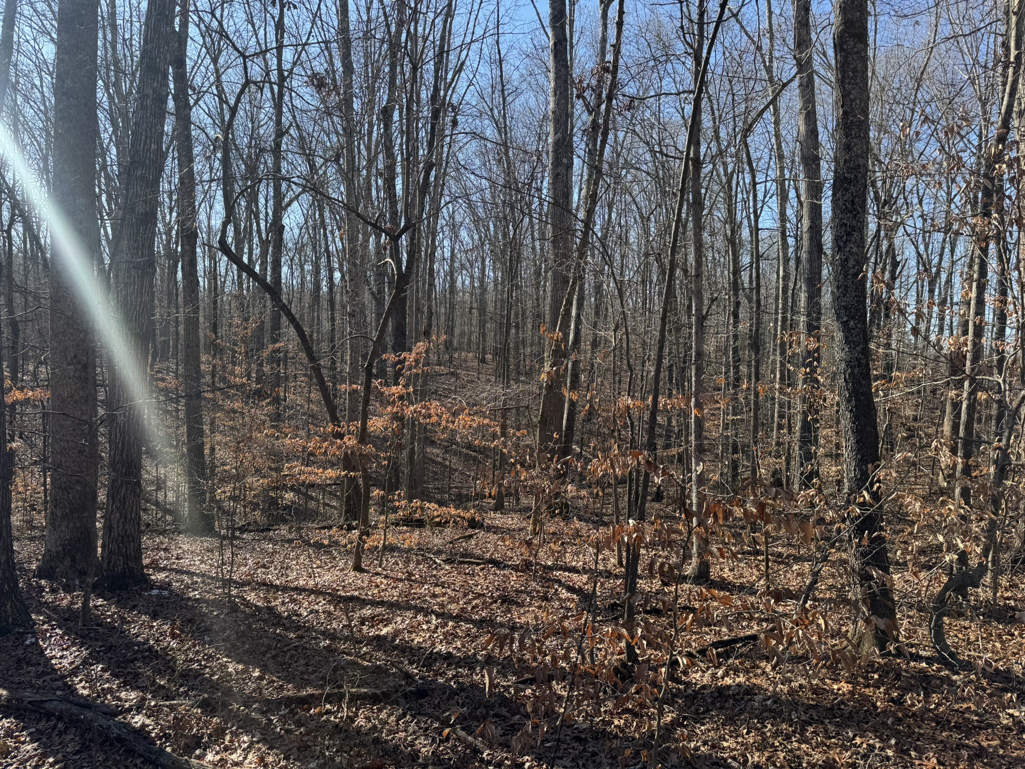 556 Panhead Hollow Road Estill Springs, TN 37330 - Photo 11 of 24 a view of yard