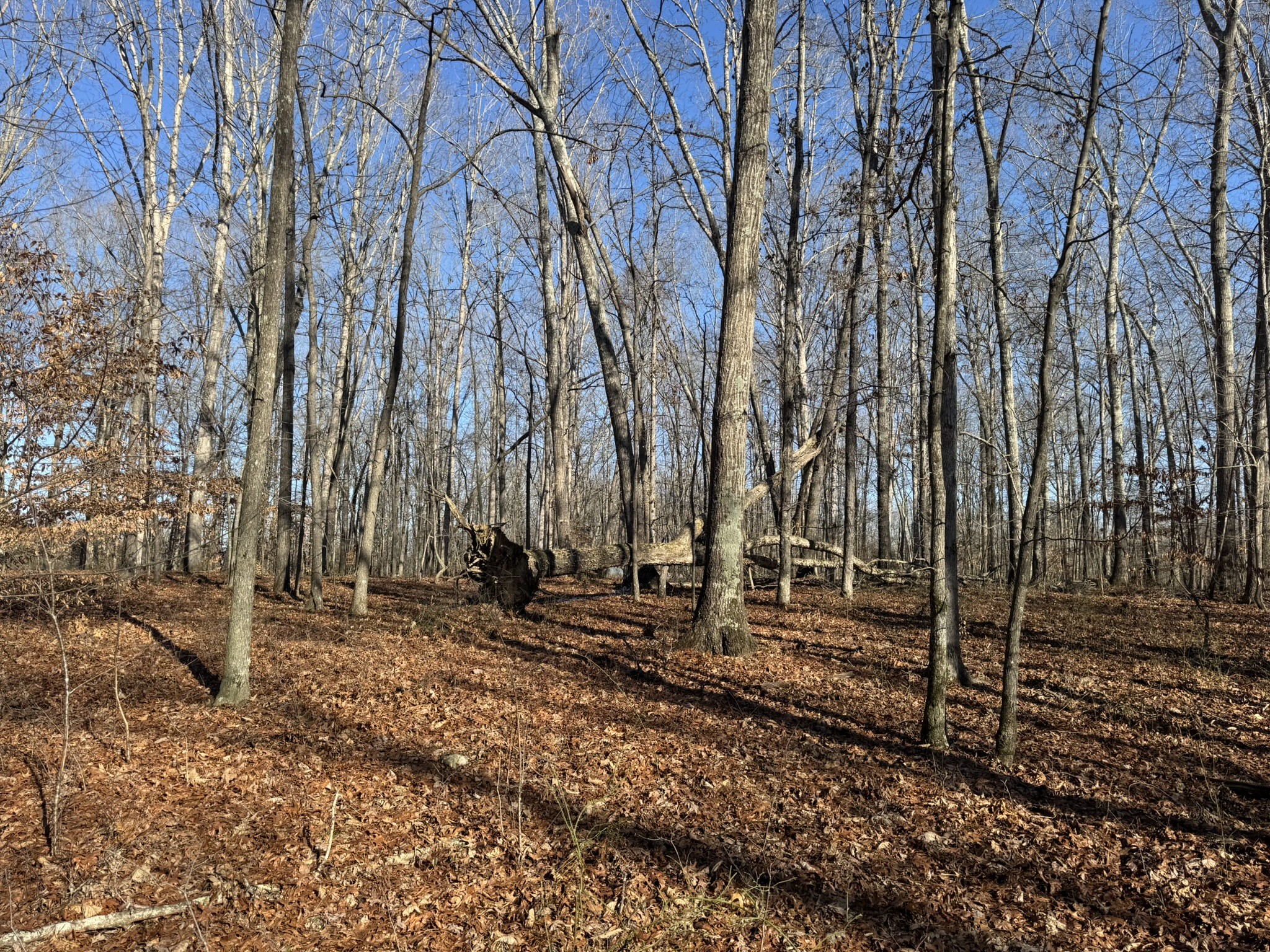 556 Panhead Hollow Road Estill Springs, TN 37330 - Photo 12 of 24 a backyard of a house with lots of green space