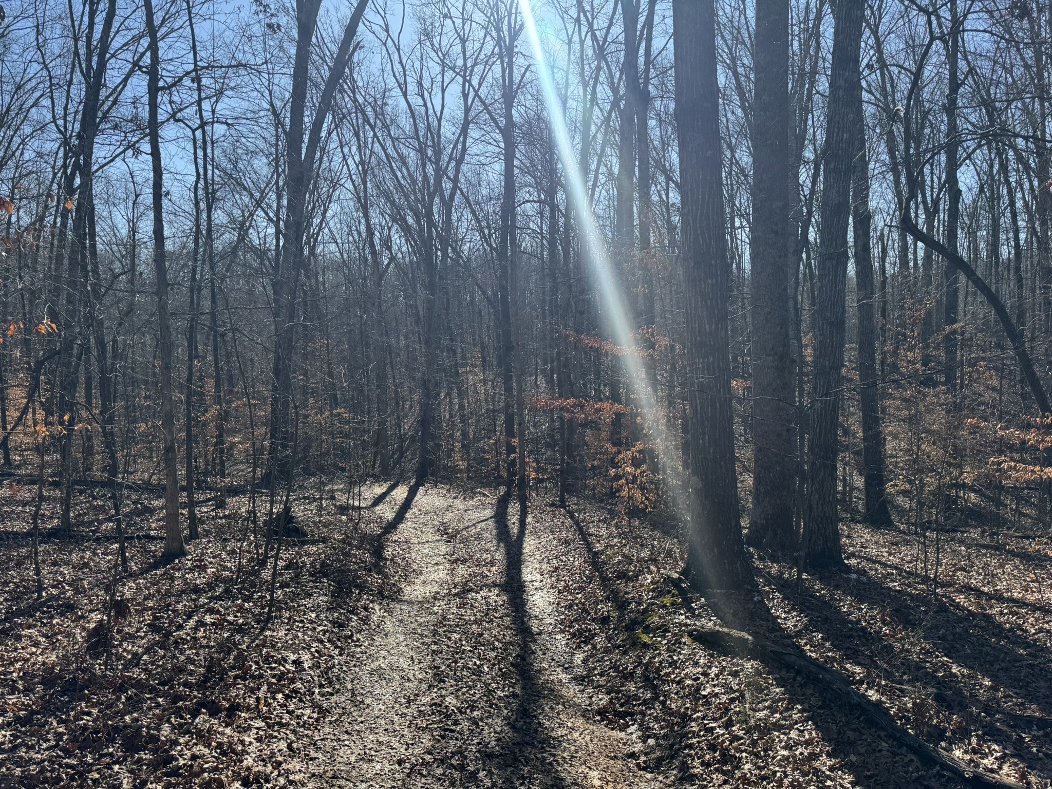 556 Panhead Hollow Road Estill Springs, TN 37330 - Photo 13 of 24 a backyard of a house with lots of green space