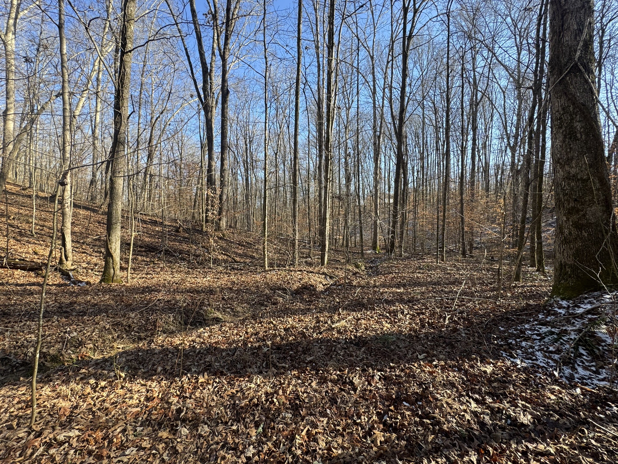556 Panhead Hollow Road Estill Springs, TN 37330 - Photo 14 of 24 a view of a backyard