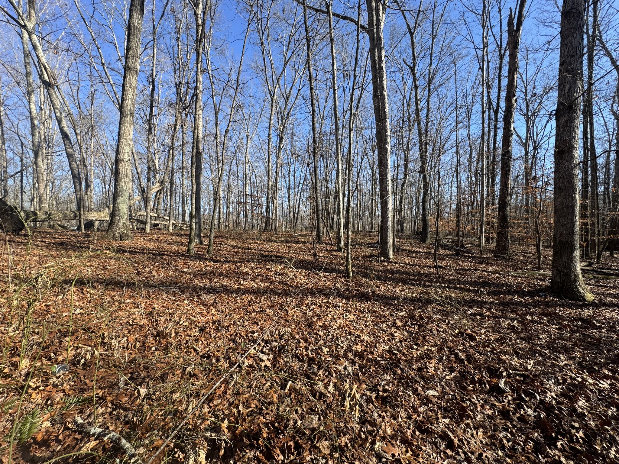 556 Panhead Hollow Road Estill Springs, TN 37330 - Photo 10 of 24 a view of a backyard with trees