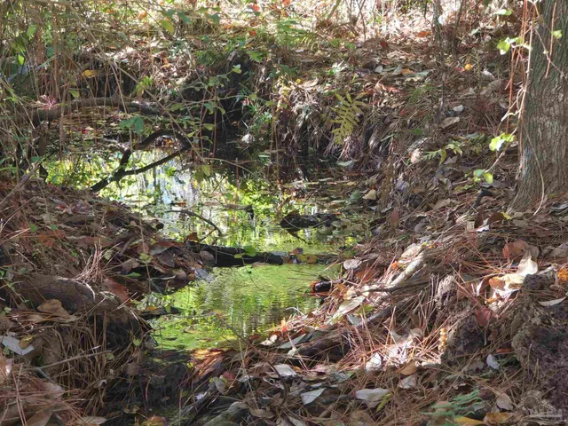 a view of flowers in a garden