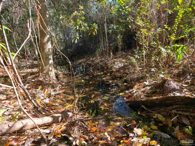 a view of a tree with a tree