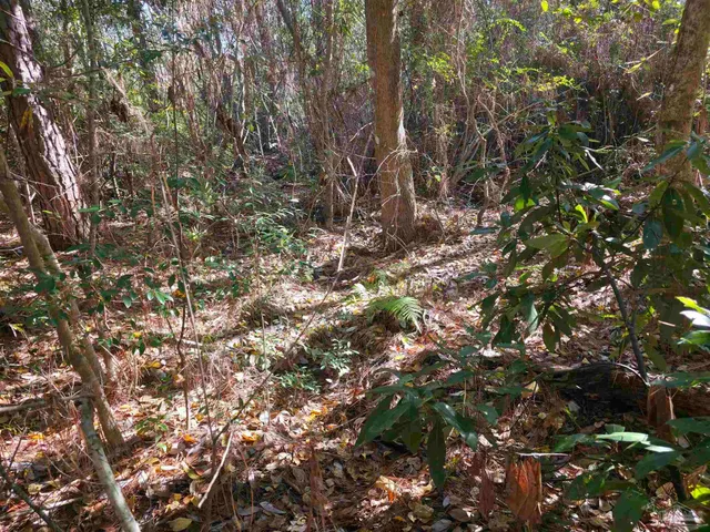 a backyard of a house with lots of trees