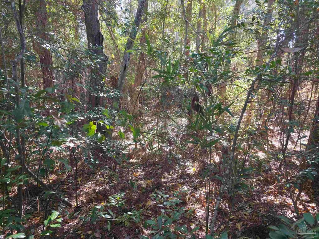 a street view with a trees