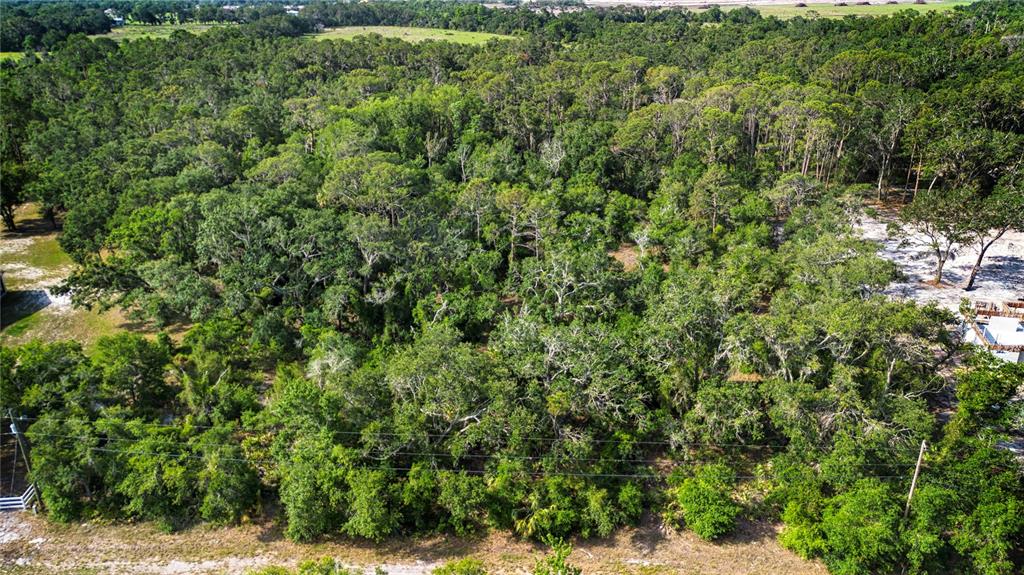 Butch Cassidy Trail Wimauma, FL 33598 - Photo 4 of 22 a view of a forest with a tree