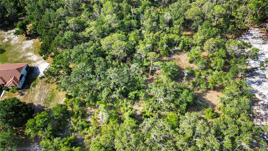 Butch Cassidy Trail Wimauma, FL 33598 - Photo 9 of 22 a view of a lush green forest