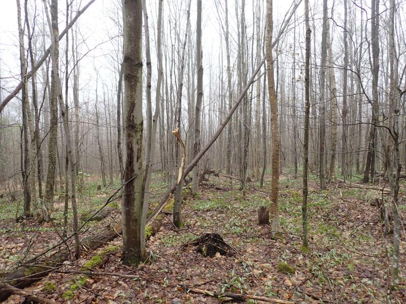 0 East Pinnacle Road West Malone, NY 12953 - Photo 12 of 21 Gallery Image 12